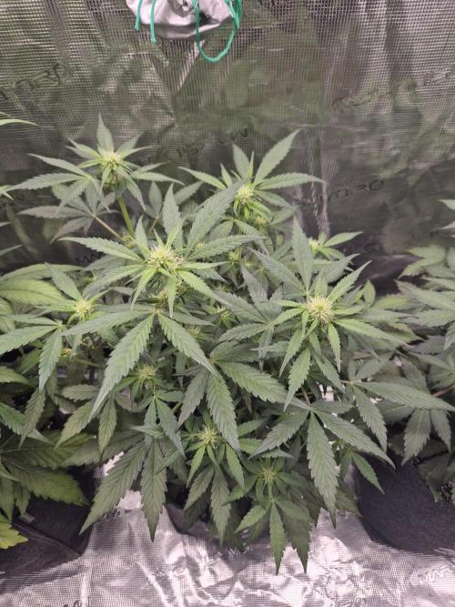 Eternity GrowCup 2026. Week 6 - Nr 2 day 38