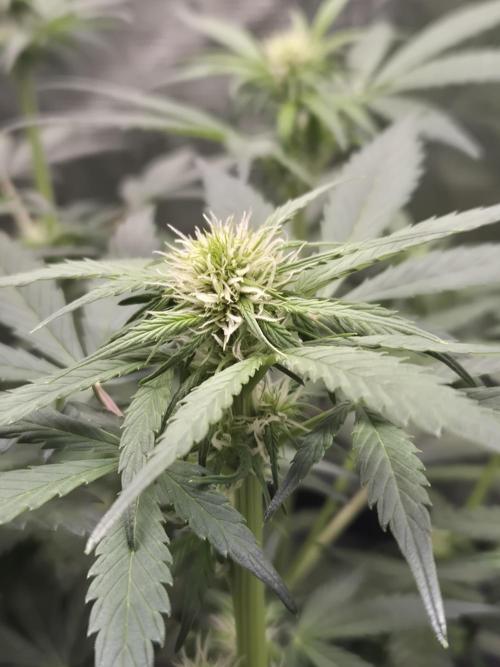 Eternity GrowCup 2026. Week 6 - Nr 2 day 38