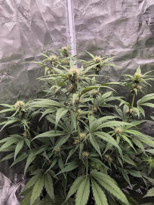 Apple strudel auto. Week 6 - Day 38