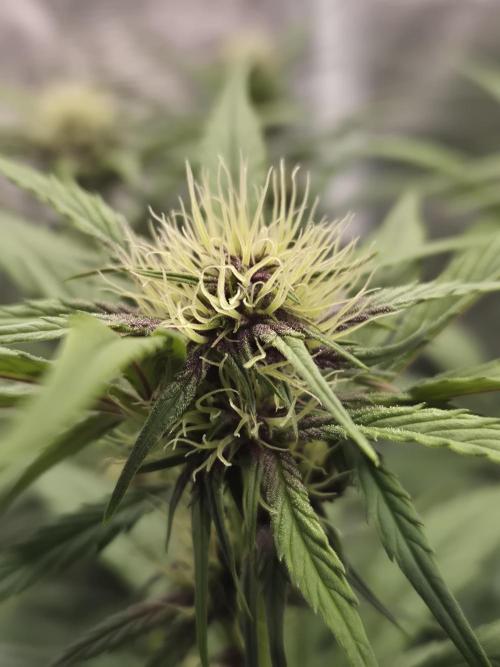 Apple strudel auto. Week 6 - Day 38