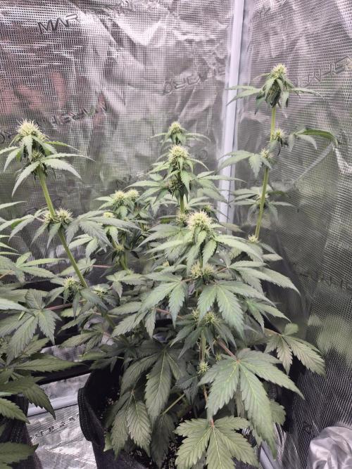 Eternity GrowCup 2026. Week 6 - Day 40