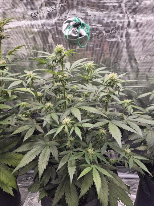 Eternity GrowCup 2026. Week 6 - Day 40