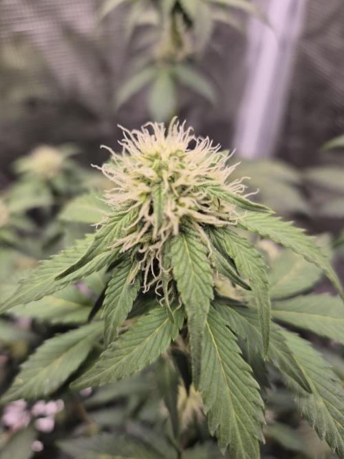 Eternity GrowCup 2026. Week 6 - Nr 1 Day 42