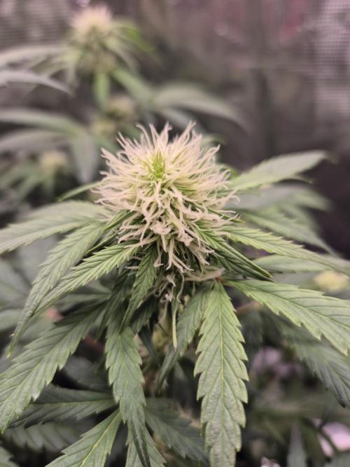 Eternity GrowCup 2026. Week 6 - Nr 2 Day 42