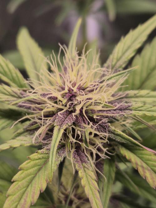 Apple strudel auto. Week 6 - Day 42