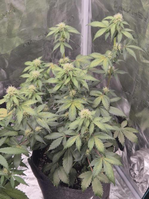 Eternity GrowCup 2026. Week 7 - Nr 1 Day 43