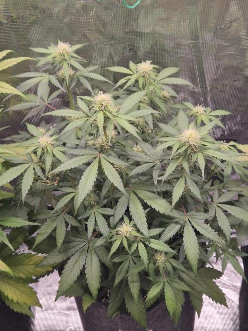 Eternity GrowCup 2026. Week 7 - Nr 2 Day 43