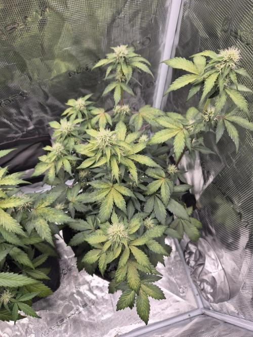 Eternity GrowCup 2026. Week 7 - Nr 1 Day 45