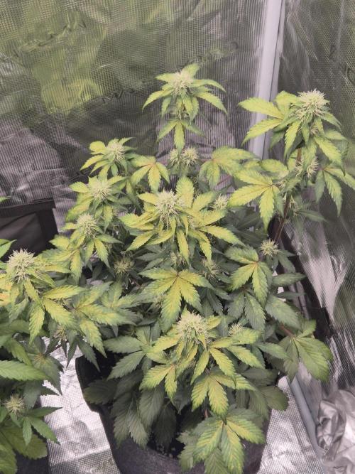 Eternity GrowCup 2026. Week 7 - Nr 1 Day 47