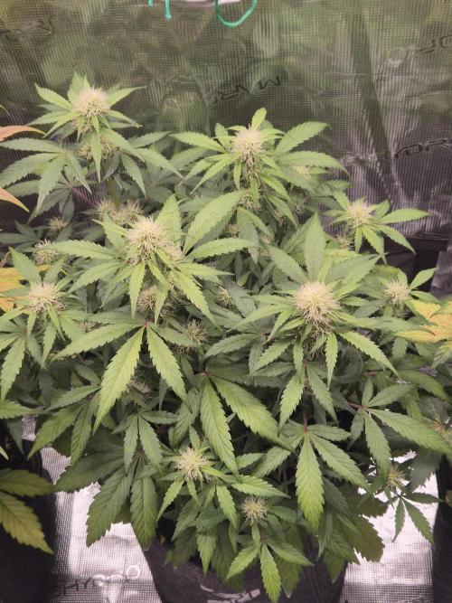 Eternity GrowCup 2026. Week 7 - Nr 2 Day 47