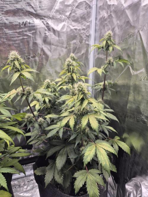 Eternity GrowCup 2026. Week 7 - Nr 1 Day 49