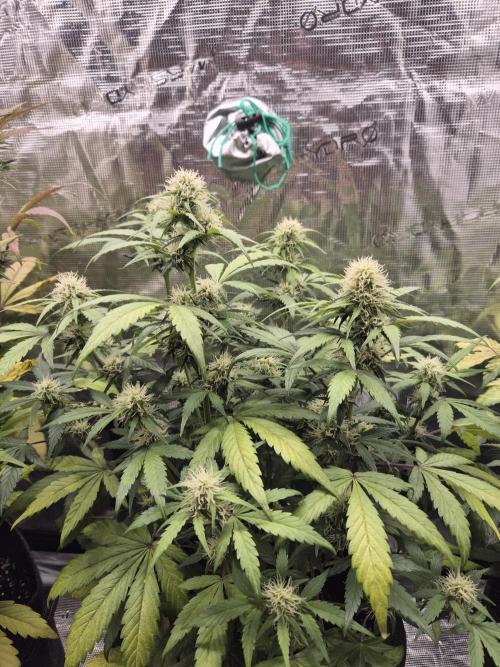 Eternity GrowCup 2026. Week 7 - Nr 2 Day 49