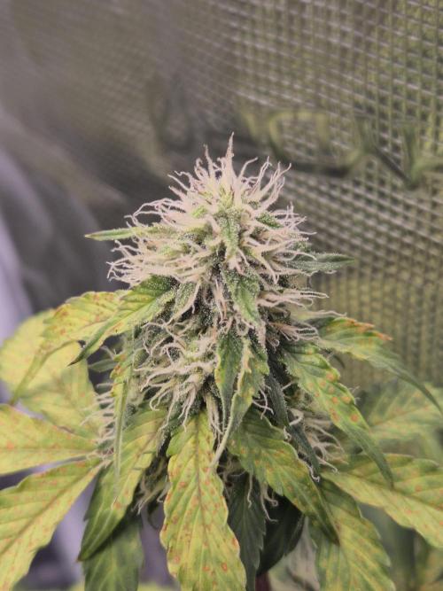 Eternity GrowCup 2026. Week 8 - Nr 1 Day 51
