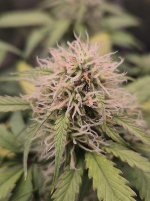 Eternity GrowCup 2026. Week 8 - Nr 2 Day 51