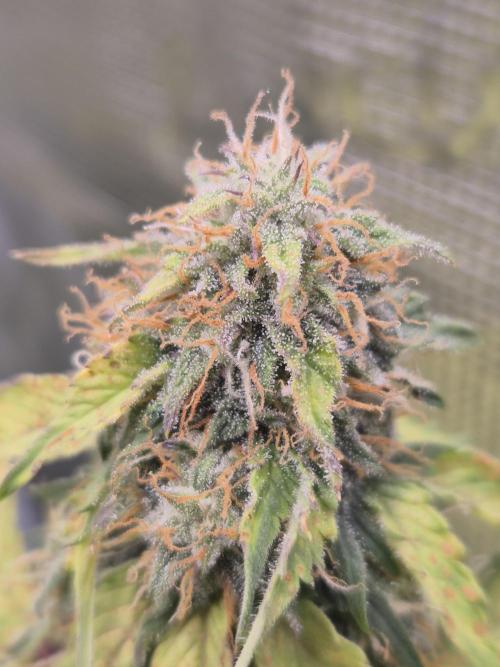 Eternity GrowCup 2026. Week 8 - Nr 1 Day 56