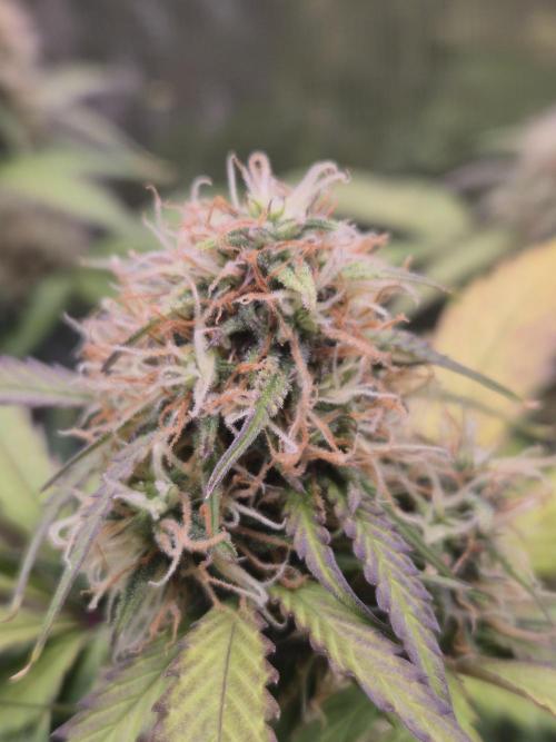 Eternity GrowCup 2026. Week 8 - Nr 2 Day 56