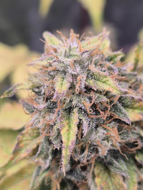 Eternity GrowCup 2026. Week 9 - Nr 1 Day 58