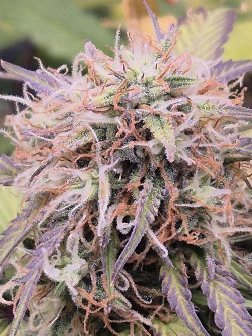 Eternity GrowCup 2026. Week 9 - Nr 2 Day 58