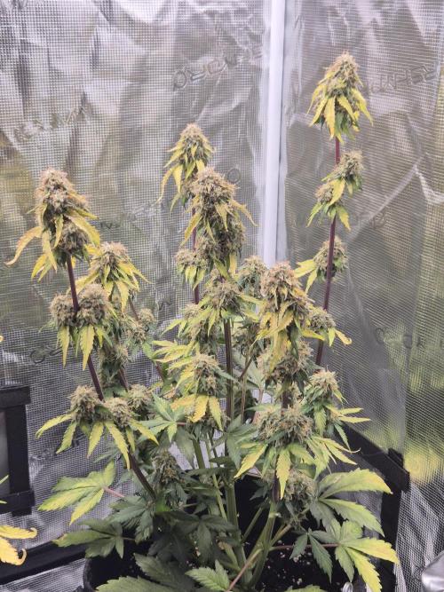 Eternity GrowCup 2026. Week 9 - Nr 1 Day 63