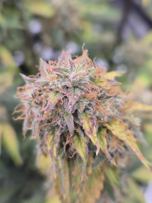 Eternity GrowCup 2026. Week 9 - Nr 1 Day 63
