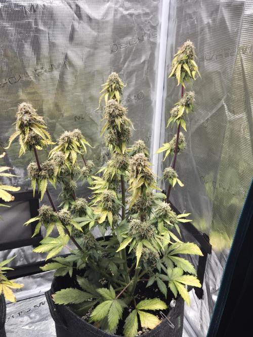 Eternity GrowCup 2026. Week 10 - Nr 1 Day 64
