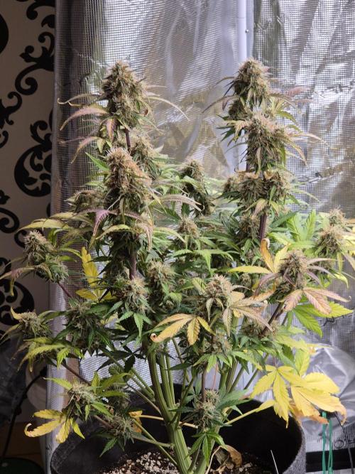 Eternity GrowCup 2026. Week 10 - Nr 2 Day 64