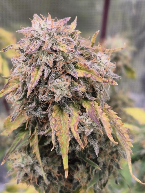 Eternity GrowCup 2026. Week 10 - Nr 1 Day 67