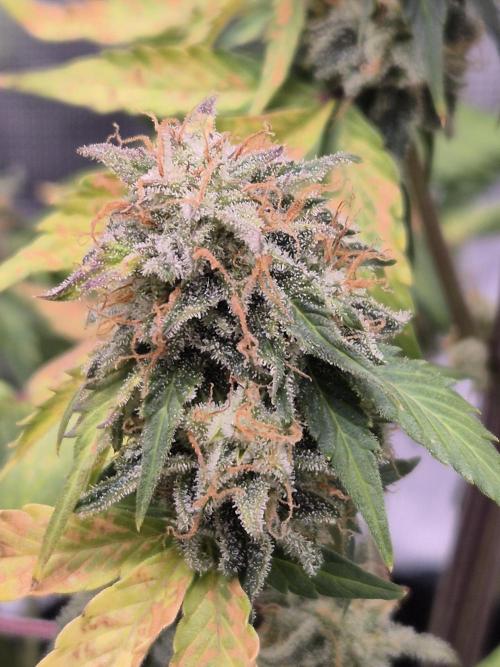 Eternity GrowCup 2026. Week 10 - Nr 2 Day 67