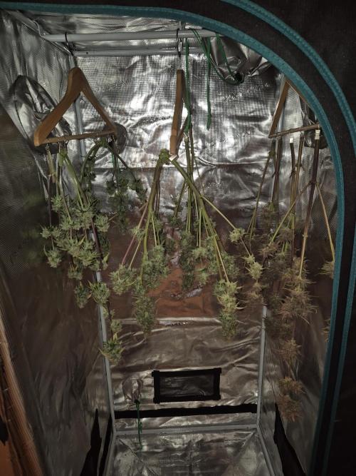 Eternity GrowCup 2026. Week 11 - Day 73 Nr 1 & Nr 2