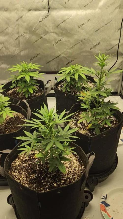 Purple Lemonade/ Blue Mystic/ Banana Purple Punch