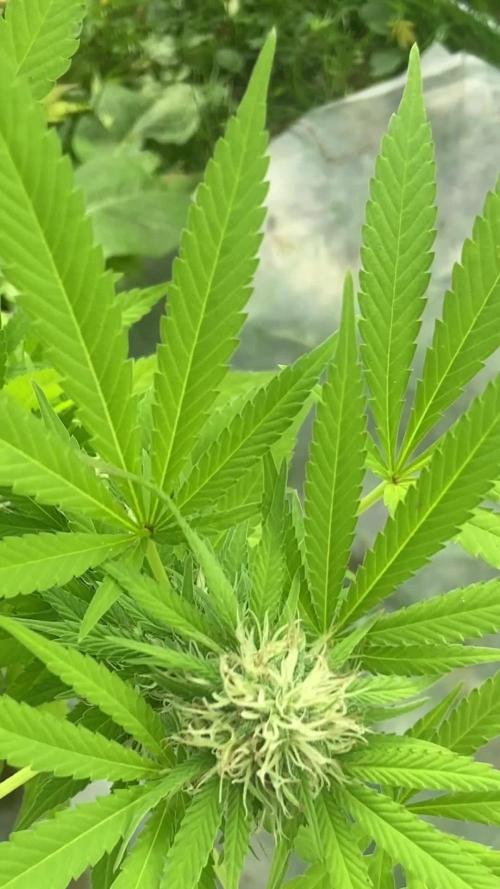 Mighty Hermit's 2024 Grow