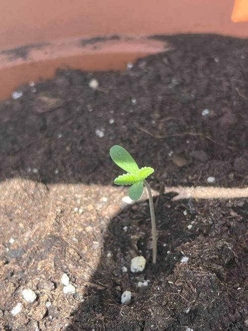 Summer 2026. Week 1 - Day 3 - Cookies