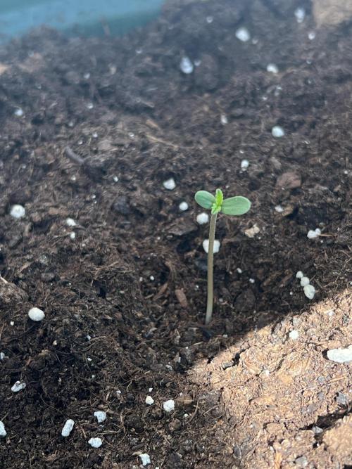 Summer 2026. Week 1 - Day 3 - Stardust