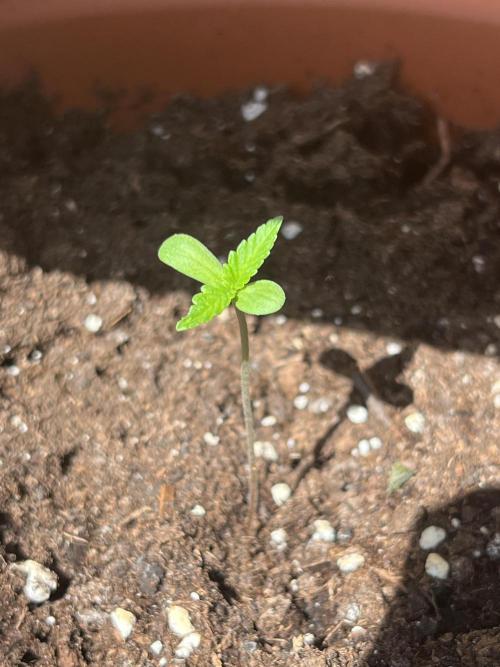 Summer 2026. Week 1 - Day 4 - Cookies