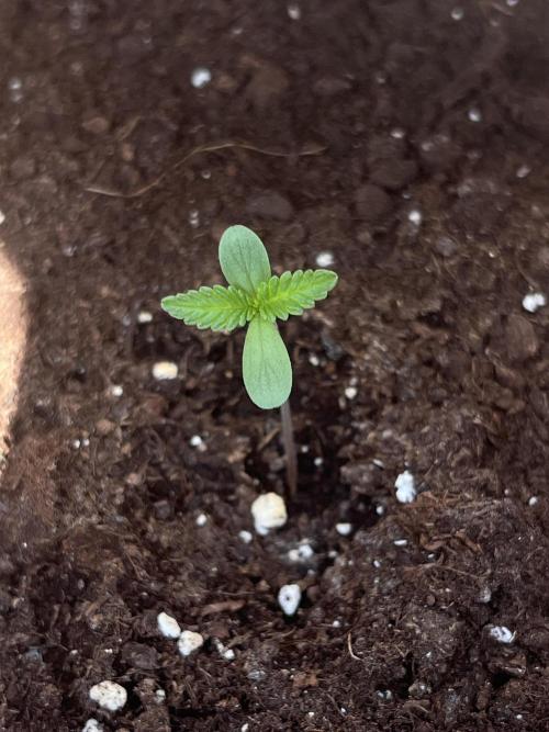 Summer 2026. Week 1 - Day 4 - Cookies