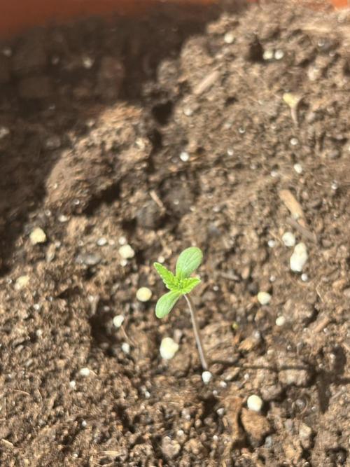 Summer 2026. Week 1 - Day 4 - Cookies