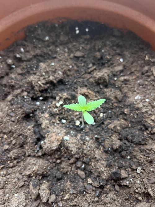 Summer 2026. Week 1 - Day 5 - Cookies