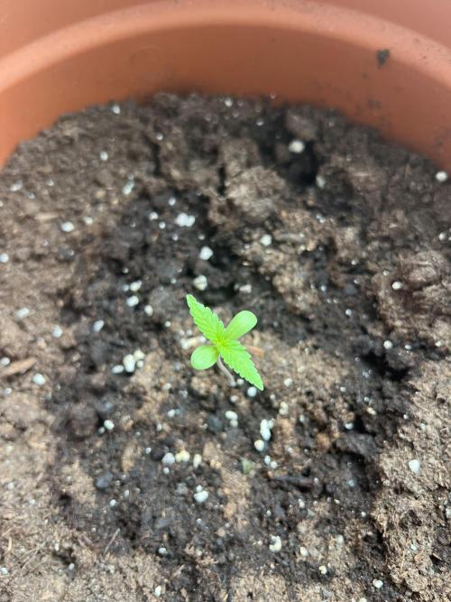 Summer 2026. Week 1 - Day 5 - Cookies