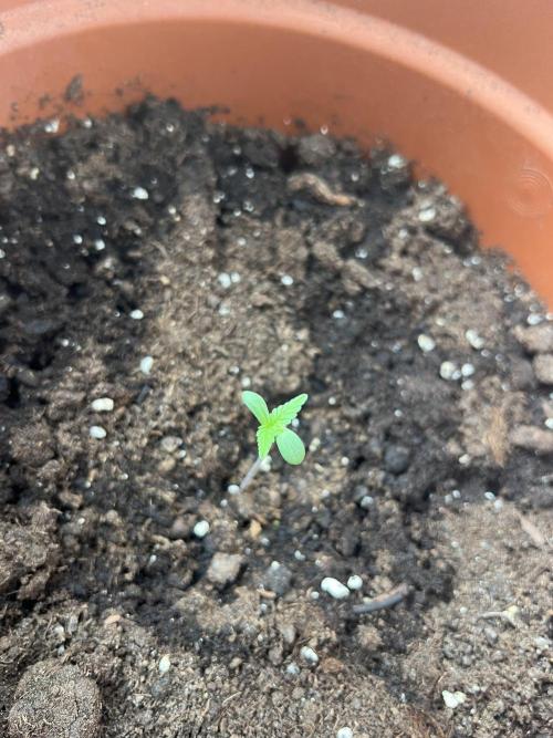 Summer 2026. Week 1 - Day 5 - Cookies