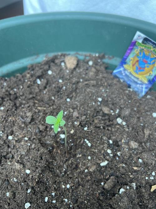 Summer 2026. Week 1 - Day 5 - Stardust