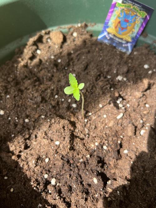 Summer 2026. Week 1 - Day 6 - Stardust
