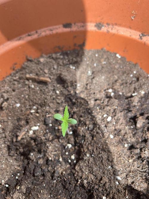 Summer 2026. Week 1 - day 6 - Cookies