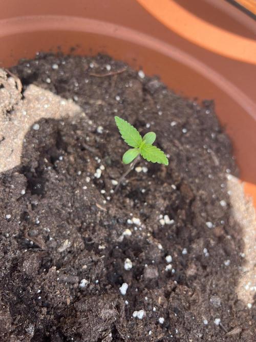 Summer 2026. Week 1 - day 6 - Cookies