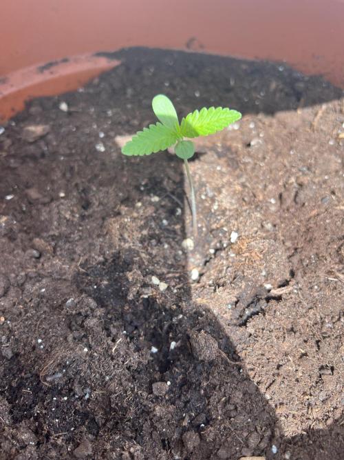 Summer 2026. Week 1 - day 6 - Cookies