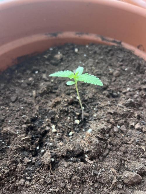 Summer 2026. Week 1 - Day 7 - Cookies