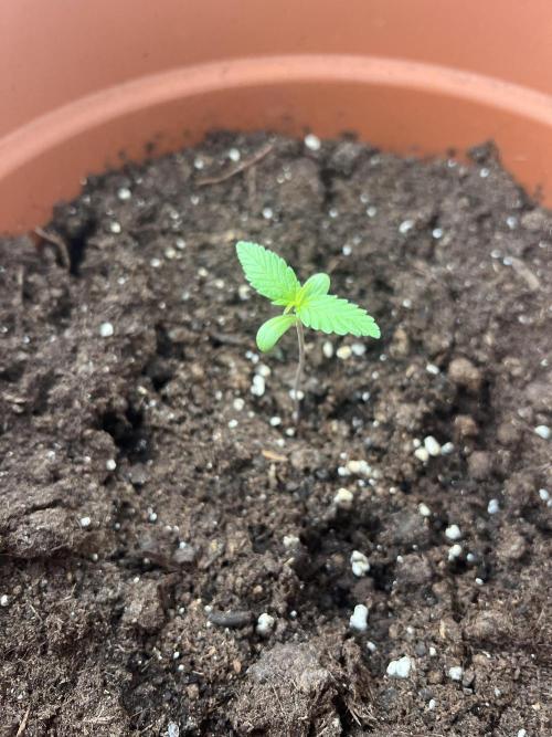 Summer 2026. Week 1 - Day 7 - Cookies