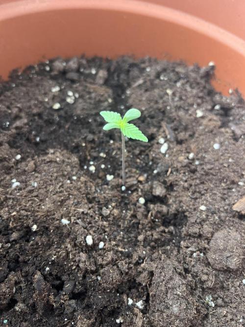Summer 2026. Week 1 - Day 7 - Cookies
