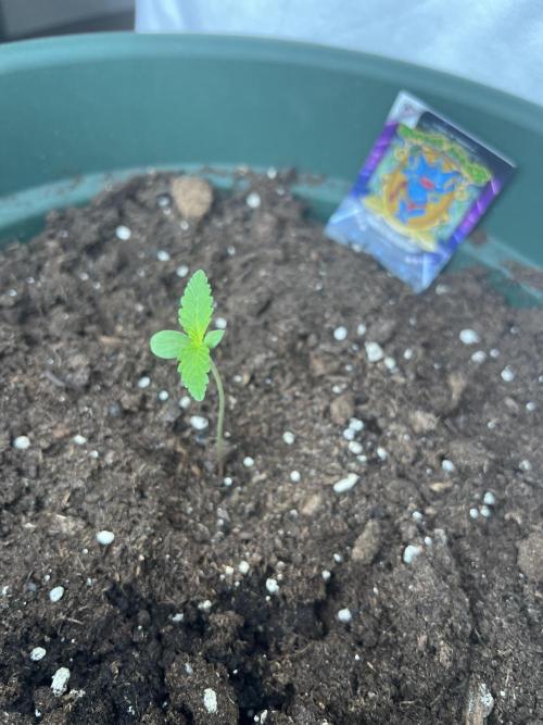 Summer 2026. Week 1 - Day 7 - Stardust