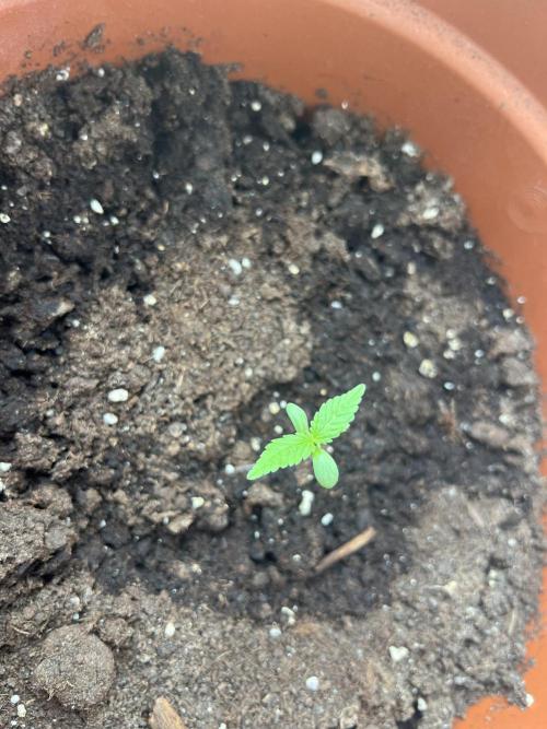 Summer 2026. Week 2 - Day 8 - Cookies