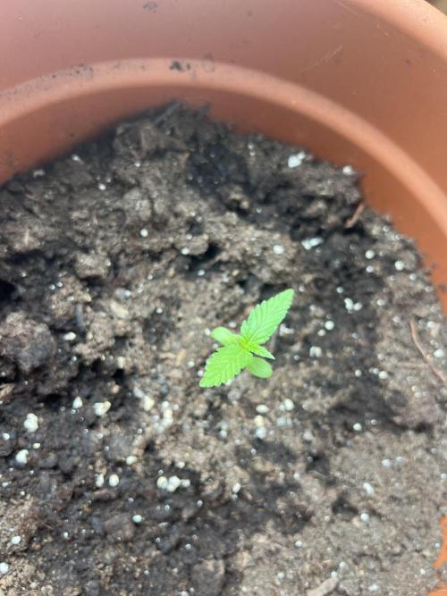 Summer 2026. Week 2 - Day 8 - Cookies